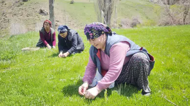 Sivas’ta Madımak Sezonu Başladı: Zahmetli Hasat Pazarda 200 TL’den Satılıyor