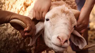 Kurban Bayramı Hazırlıkları Hızlandı: En Çok Bunlar Alınıyor