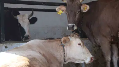 Sivas’ta Kurbanlık Piyasasında Hareketlilik: Hisse Fiyatları 45 Bin TL’ye Dayandı
