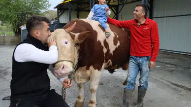 Sivas’ta 1 Tonluk Dev Tosun “Poyraz” 500 Bin TL’den Alıcısını Bekliyor