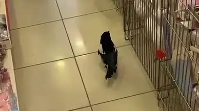 Sivas'ta Yaralı Karga İş Yerine Sığındı: Müşteri Gibi Gezdi