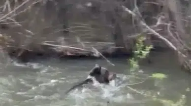 Sivas’ta Dereye Atlayan Anne Ayının Mücadelesi Viral Oldu