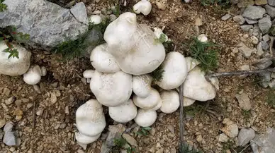 Dağların İncisi Çaşır Mantarı Pazarda: Kilosu 2 Bin TL!