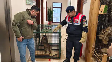 Köy Yolunda Hint Şebeği Bulundu: Ekipler Seferber Oldu