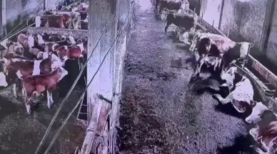 Sivas Gürün’deki Deprem İnekleri Korkuttu: O Anlar Kameraya Yansıdı