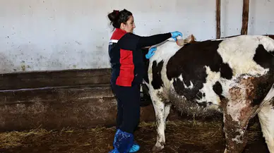 Sivas Valiliği Uyardı: KKKA Tehlikesine Karşı “Keneyi Hafife Almayın” Çağrısı