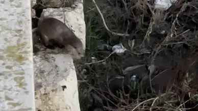 Kızılırmak'ta Heyecan Veren An: Su Samurları Ortaya Çıktı
