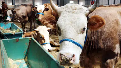 Sivas’ta Kurban Pazarı Kayıt ve Kura Tarihleri Açıklandı