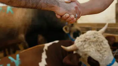 Kurbanlık seçerken nelere dikkat edilmeli? Diyanet İşleri Başkanlığı tek tek açıkladı