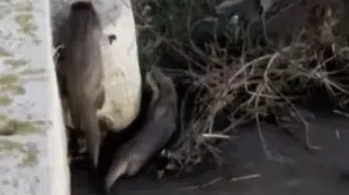 Kızılırmak’ta Nadir Görülen Su Samurları Kamerada Görüntülendi
