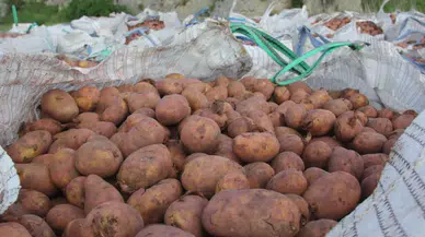 Sivas'ta patates ekim sezonu başladI, hedef 75 bin ton