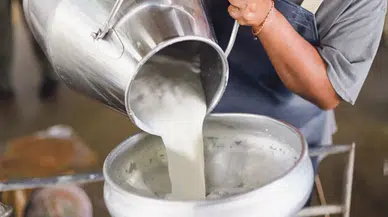Çiğ sütün maliyeti belli oldu