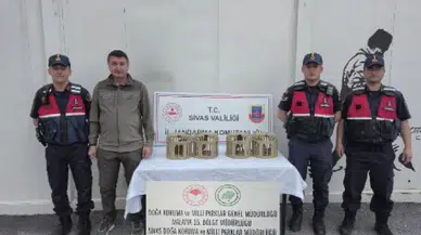 Sivas’ta Usulsüz Alıkonulan 4 Kınalı Keklik Doğaya Bırakıldı