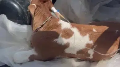 Sivas’ta Duygulandıran Görüntü: Serum Takılı Buzağı Veterinere Böyle Götürüldü