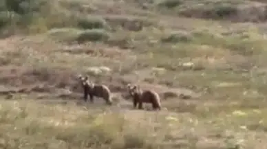 Sivas'ta Patates Tarlalarına Giren Ayı Ailesi Üreticileri Endişelendirdi