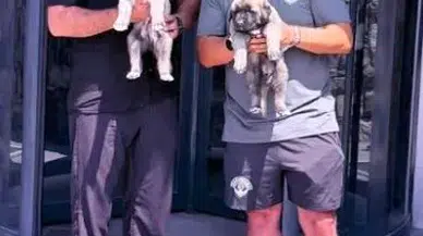 Emre Belözoğlu'na Sivas'tan Safkan Kangal Hediyesi