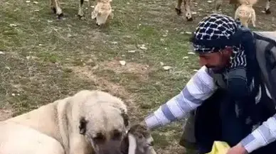 Kangal Köpeğinin Yeni Doğan Kuzuya Şefkati Görenleri Duygulandırdı