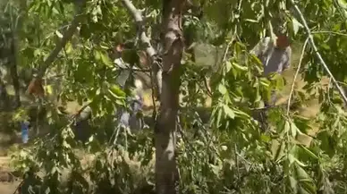 Sivas'ta Köye İnen Ayılar Dehşet Saçtı! Köylü Kameralara Konuştu...