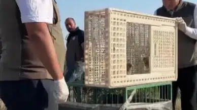 Sivas’ta Yuvadan Düşen İki Kerkenez Yavrusu Doğaya Kazandırıldı