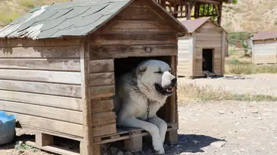 Soğuk havaya göğüs geren Kangal köpekleri sıcak yaz aylarında miskinleşiyor