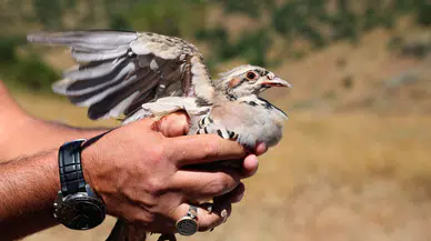 Sivas’ta Keneyle Mücadelede Yeni Adım: 500 Keklik Doğaya Salındı