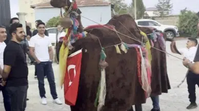 Sivas’ta Türkmen Geleneği Düğünlere Renk Katıyor: Deve Oyunu Büyük İlgi Gördü