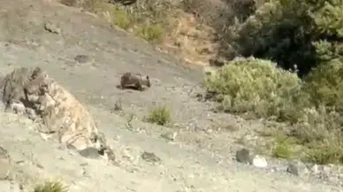 Sivas'ta bozayılar meyve bahçelerine zarar verdi