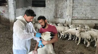 Suşehri'nde "Kırsalda Bereket Küçükbaşa Destek Projesi" Kapsamında Teslim Edilen Hayvanlar Kontrol Edildi