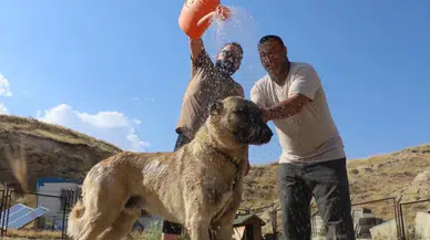 Sivas’ta Sıcak Hava Kangal Köpeklerini Zorluyor: “Kış Özlemi Şimdiden Başladı”