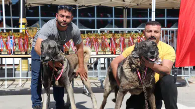 Sivas’ta Kangal Şöleni: 253 Köpek Güzellik Yarışmasında Podyuma Çıktı