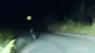 Sivas’ta Yola Çıkan Dev Tavşan Kamerada
