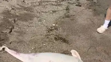 Karacabey Boğazı'nda Yunus Ölümleri Tedirgin Ediyor: Kıyıya Vurdular!