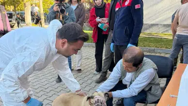 Kahramanmaraş'ta 230 Hayvana Kuduz Aşısı! 60 Hayvana Mikroçip Takıldı