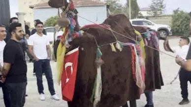 Sivas’ta Türkmen Geleneği Düğünlere Renk Katıyor: Deve Oyunu Büyük İlgi Gördü