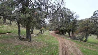 Tokat'ın Asırlık Ardıç Ormanı: Şehit Kanından Filizlenen Kutsal Miras!