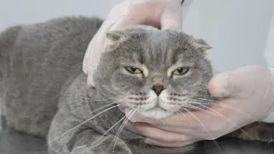 Doç. Dr. Takcı: Kedi-Köpek Kavgası Şehirde Neden Azaldı?