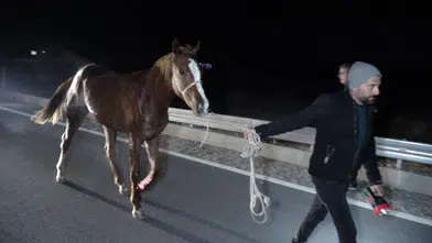 Yarış Atları Yola İndi! Malatya-Ankara Karayolunda Can Pazarı