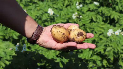Sivas'ta Tarımsal Verimlilik İçin Denetim: Patates Ekili Alanlar Mercek Altına Alındı