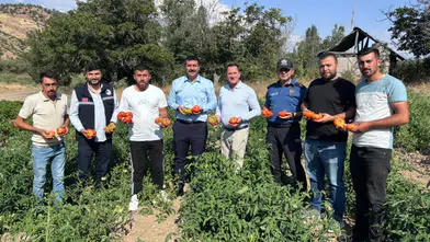 Koyulhisar Domatesinde Üretim Çalışmaları Yerinde İncelendi