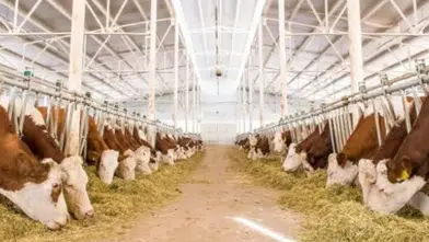 2027’de 480 Bin Baş Besilik Erkek Sığır İthal Edilecek