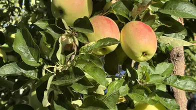 Sivas’ta Tescilli Gürün Ayvaniye Elmasında Hasat Başladı