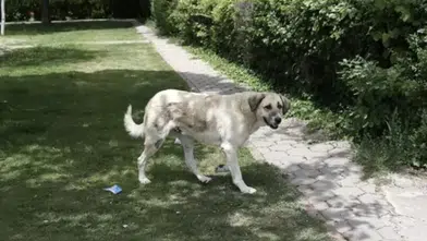 Mustafa Çiftçi: 1,5 ay sonra başıboş köpek sorunu kalmayacak