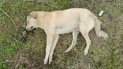 Sosyal Medyadaki Köpek Zehirlenmeleri İddialarına Yanıt Geldi!