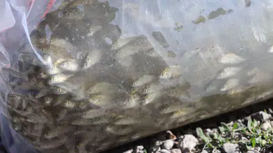 Sivas’ta 19 Göl ve Gölete 860 Bin Yavru Sazan Bırakıldı
