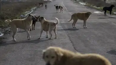 Türkiye genelindeki sokak köpeklerinin yüzde 99,9'u toplandı