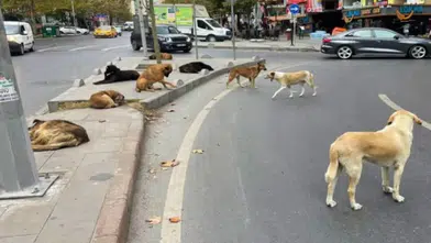 Türkiye’deki başıboş köpeklerin tamamı toplandı