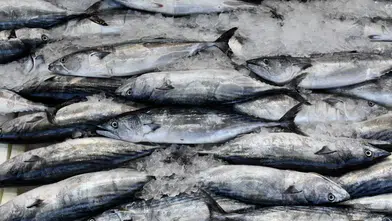 Tezgahlardaki Palamut Bereketi Dijital Aramalara Rekor Getirdi
