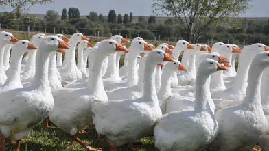 Gerçek Kars Kazı Nasıl Anlaşılır? Üreticiden Çarpıcı Uyarı
