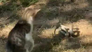 Bahçede Nefes Kesen Mücadele: Kedi ile Yılan Karşı Karşıya Geldi