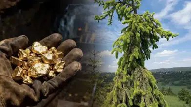 Etrafta bu ağaç varsa dikkat! Altının göstergesi olarak biliniyor...